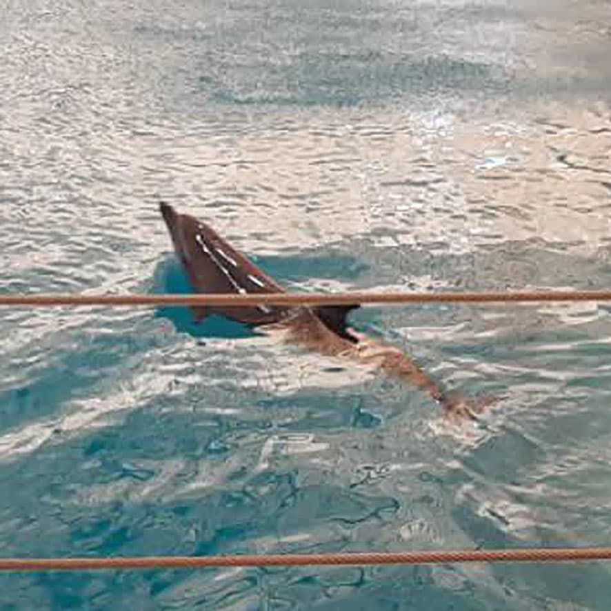 اردوی دلفیناریوم